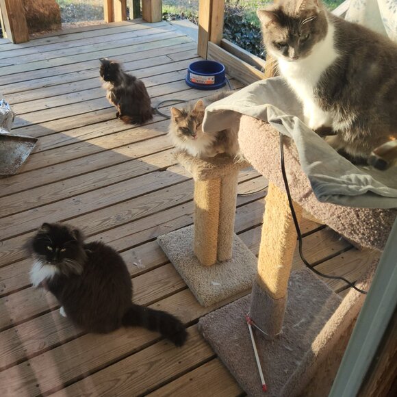 Meet your Posher, Caeli - Picture 7 of 16